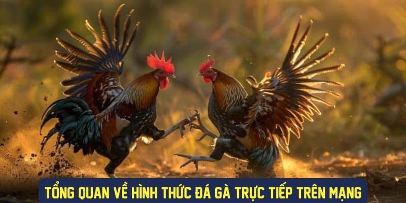 Tổng quan thông tin về hình thức đá gà trực tuyến cho Newbie