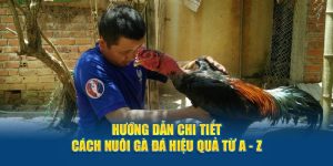 hướng dẫn chi tiết cách nuôi gà đá hiệu quả