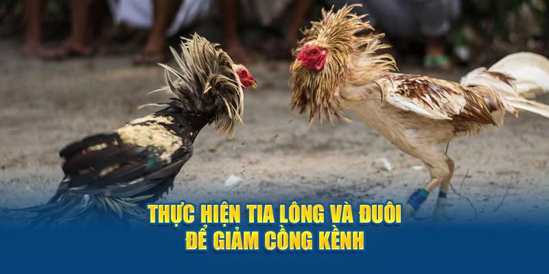 Thực hiện tia lông và đuôi để giảm cồng kềnh