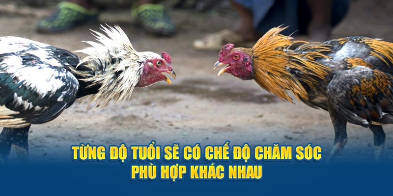 Từng độ tuổi sẽ có chế độ chăm sóc phù hợp khác nhau 